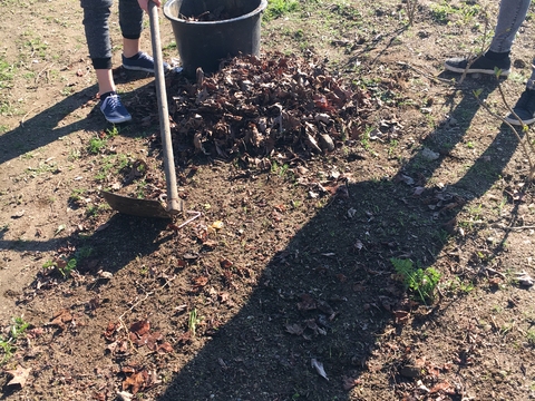 Recolha de folhagem para compostagem.